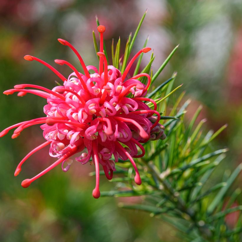 Grevillea juniperina - Australische Silbereiche (Flowering)
