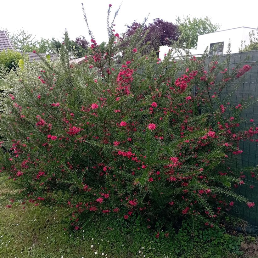 Grevillea juniperina - Australische Silbereiche (Plant habit)