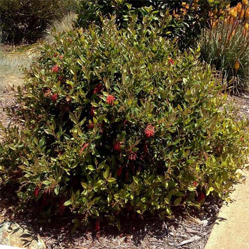 Grevillea rhyolitica - Australische Silbereiche (Wuchs)