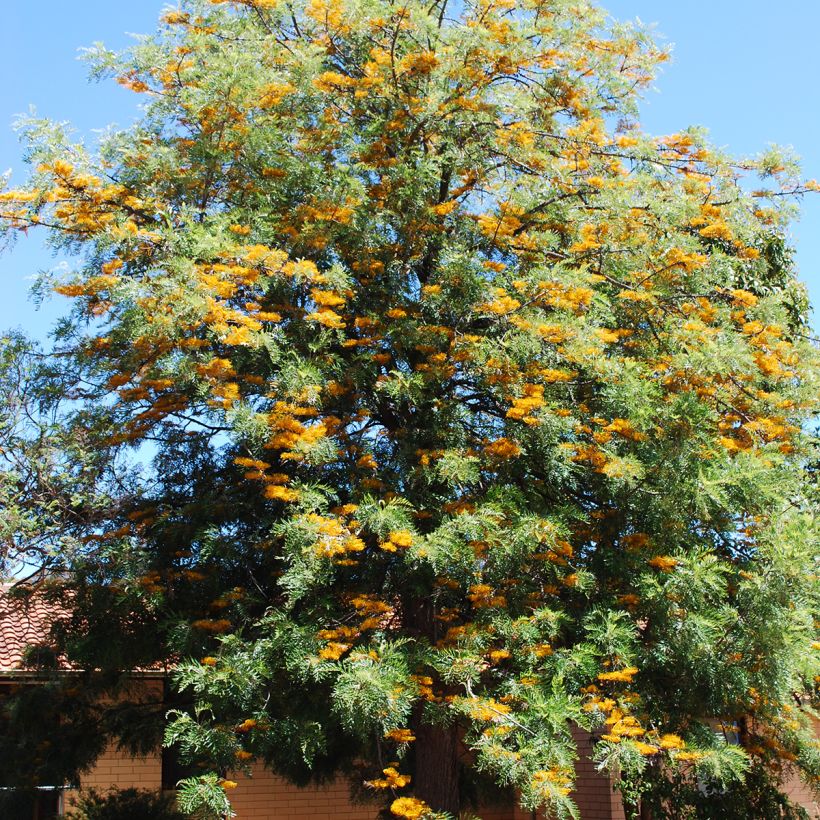 Grevillea robusta - Silbereiche (Plant habit)