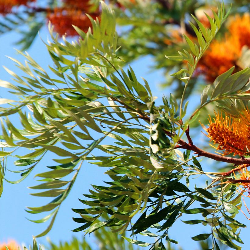 Grevillea robusta - Silbereiche (Foliage)