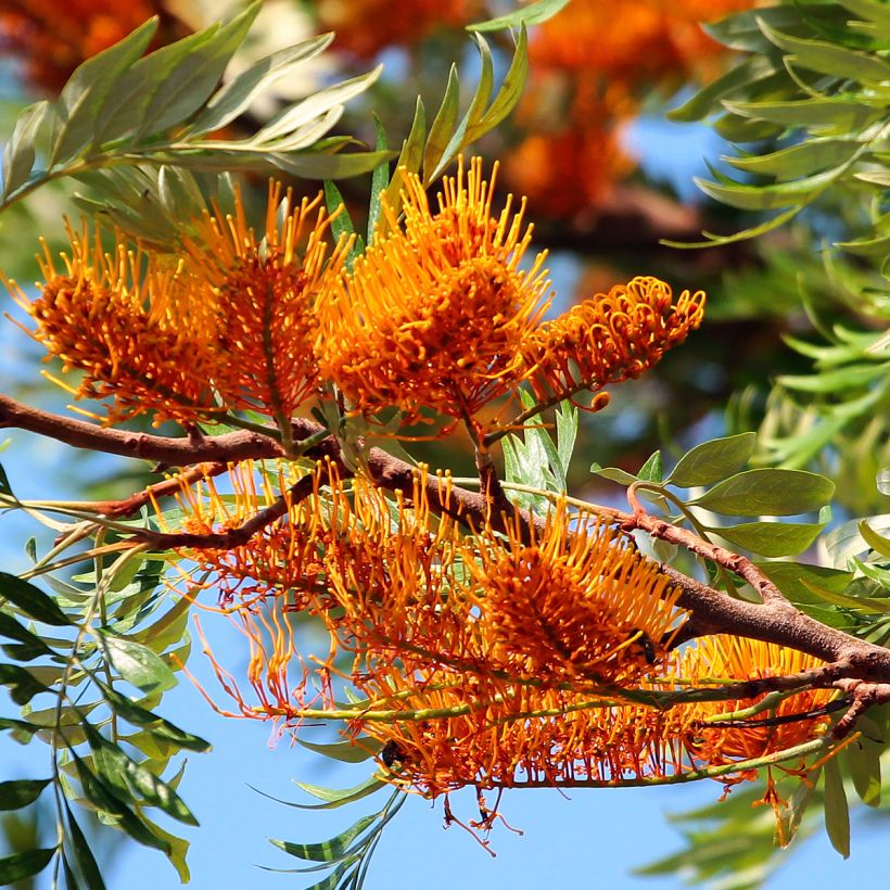 Grevillea robusta - Silbereiche (Flowering)