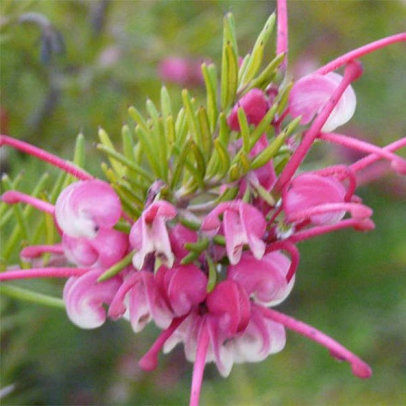 Grevillea rosmarinifolia Rosa Jenkinsii - Rosmarin-Silbereiche (Flowering)