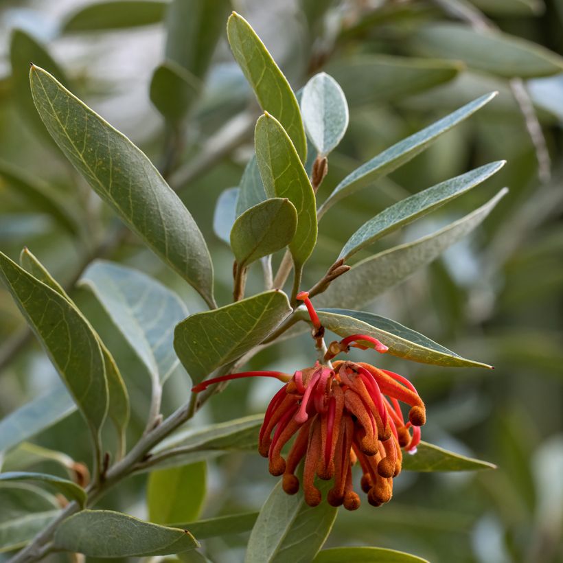 Grevillea victoriae - Silbereiche (Foliage)