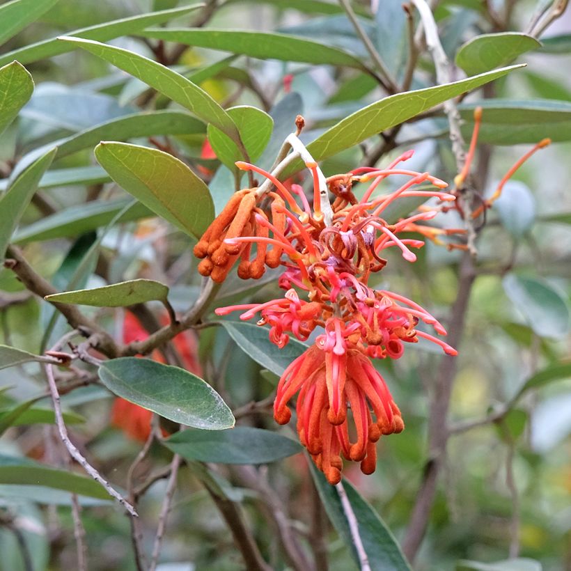 Grevillea victoriae - Silbereiche (Flowering)