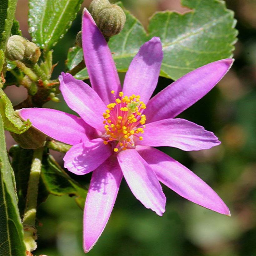 Grewia occidentalis - Lavendel-Sternblüte (Flowering)