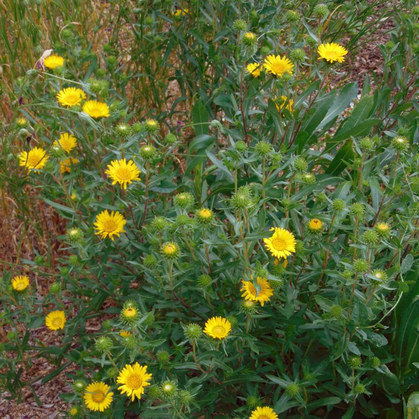 Grindelia camporum (Wuchs)