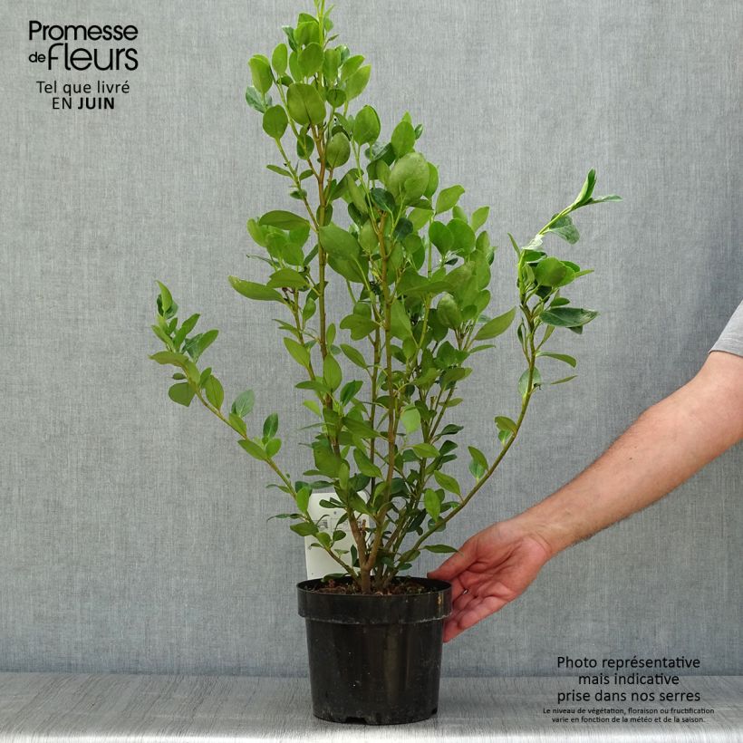 Exemplar von Griseline Green Horizon - Griselinia littoralis Topf mit 2L/3L wie im Sommer geliefert