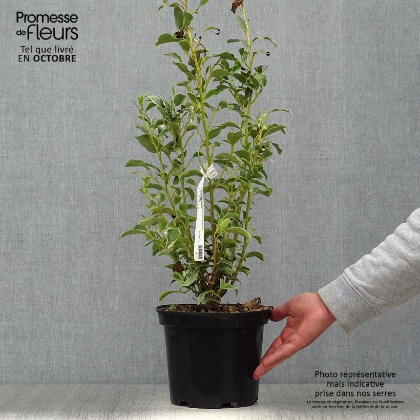 Exemplar von Griseline Green Jewel - Griselinia littoralis Topf mit 4L/5L wie im Herbst geliefert