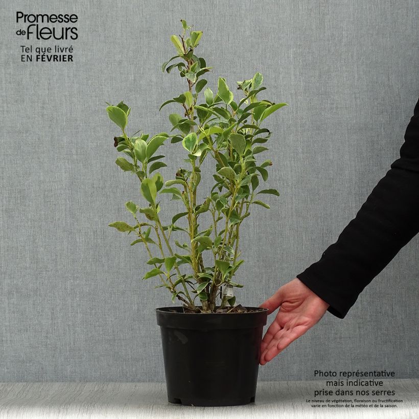 Exemplar von Griseline Green Jewel - Griselinia littoralis Topf mit 4L/5L wie im Winter geliefert