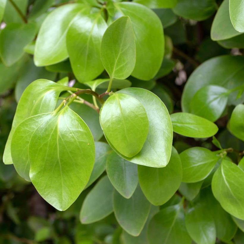 Griseline - Griselinia littoralis (Foliage)