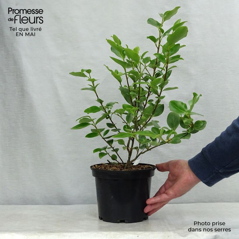 Example of Griseline - Griselinia littoralis Topf mit 2L/3L as you get in printemps