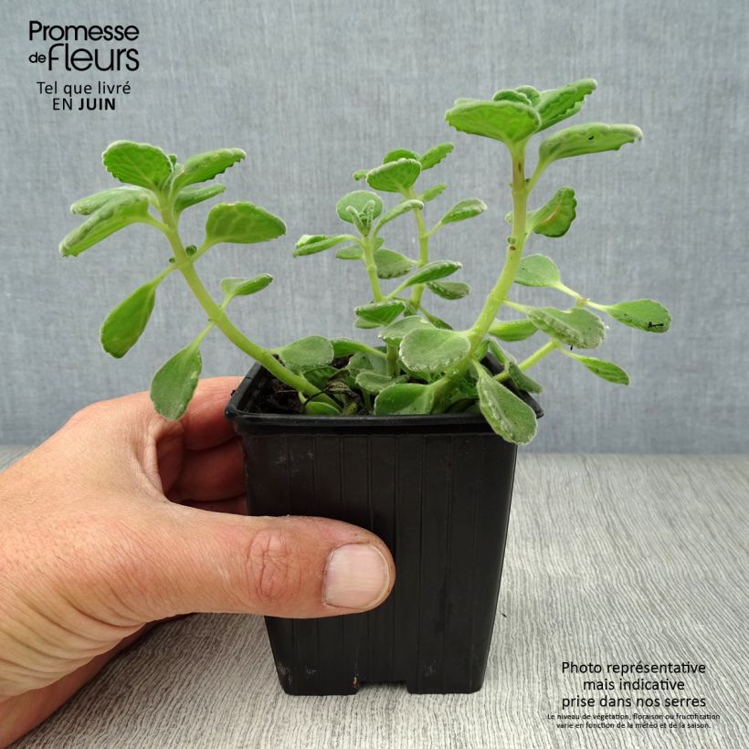 Exemplar von Mexikanischer Oregano - Plectranthus amboinicus Kleine Töpfe von 8/9 cm wie im Sommer geliefert