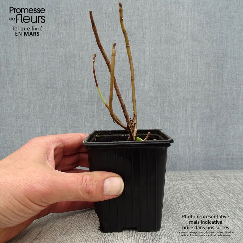 Example of Mexikanischer Oregano - Plectranthus amboinicus Kleine Töpfe von 8/9 cm as you get in printemps