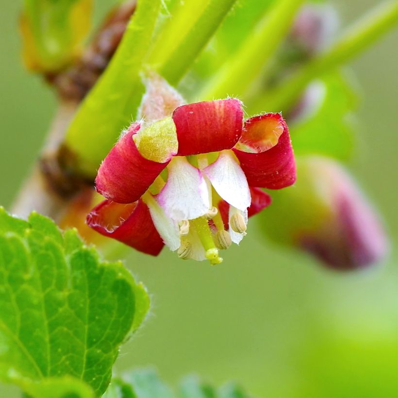 Jostabeere Jostaberry (Flowering)