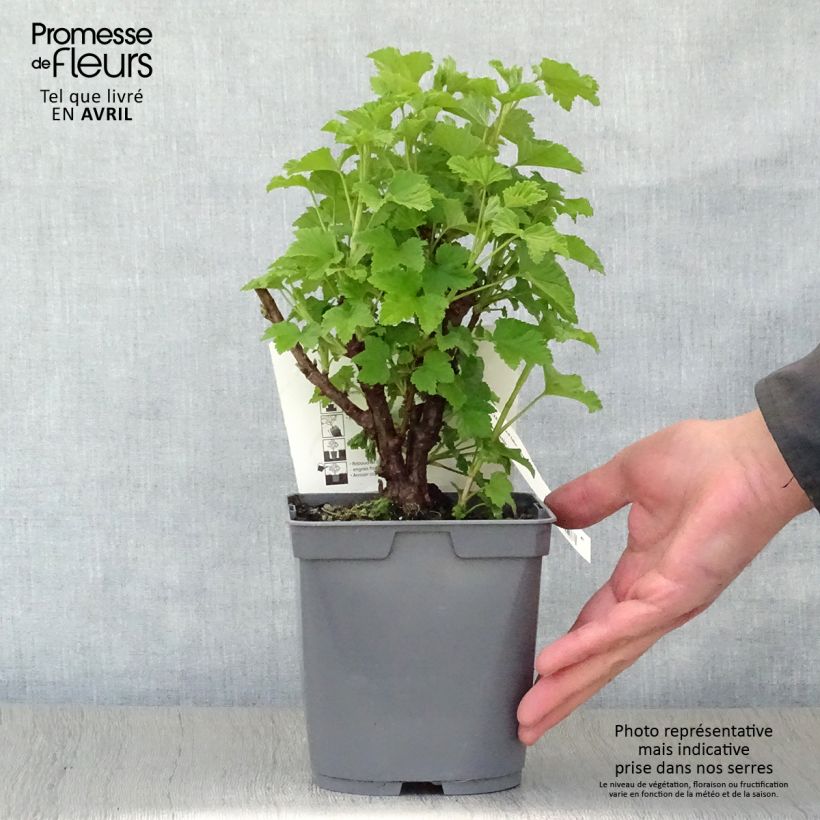 Example of Rote Johannisbeere Red Lake Améliorée Topf mit 2L/3L, Strauch as you get in printemps