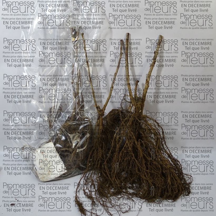 Beispiel eines Exemplars von Weiße Johannisbeere Blanka Wurzelnackt wie geliefert