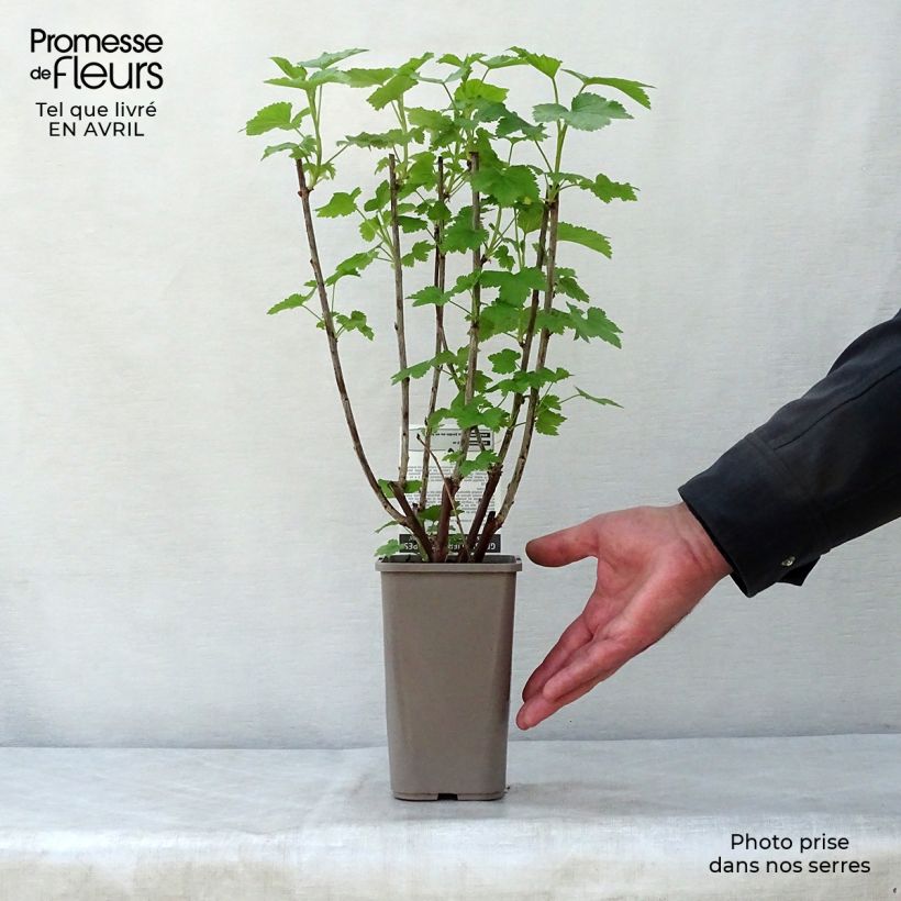 Example of Rote Johannisbeere Gloire des Sablons Topf mit 1L/1,5L, Strauch as you get in printemps