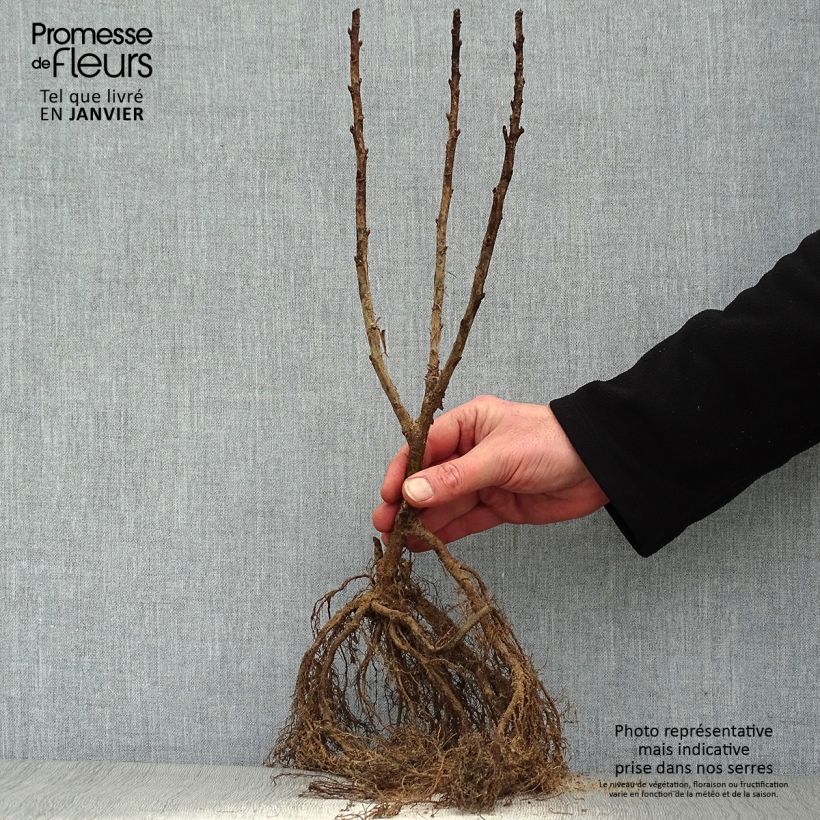 Exemplar von Rote Johannisbeere Junifer Wurzelnackt, Strauch wie im Winter geliefert