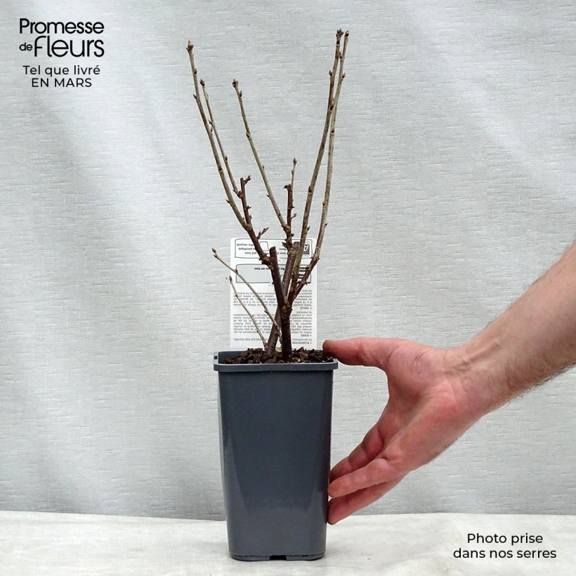 Exemplar von Rote Johannisbeere London Market Bio Topf mit 1,5L/2L, Strauch wie im Frühjahr geliefert