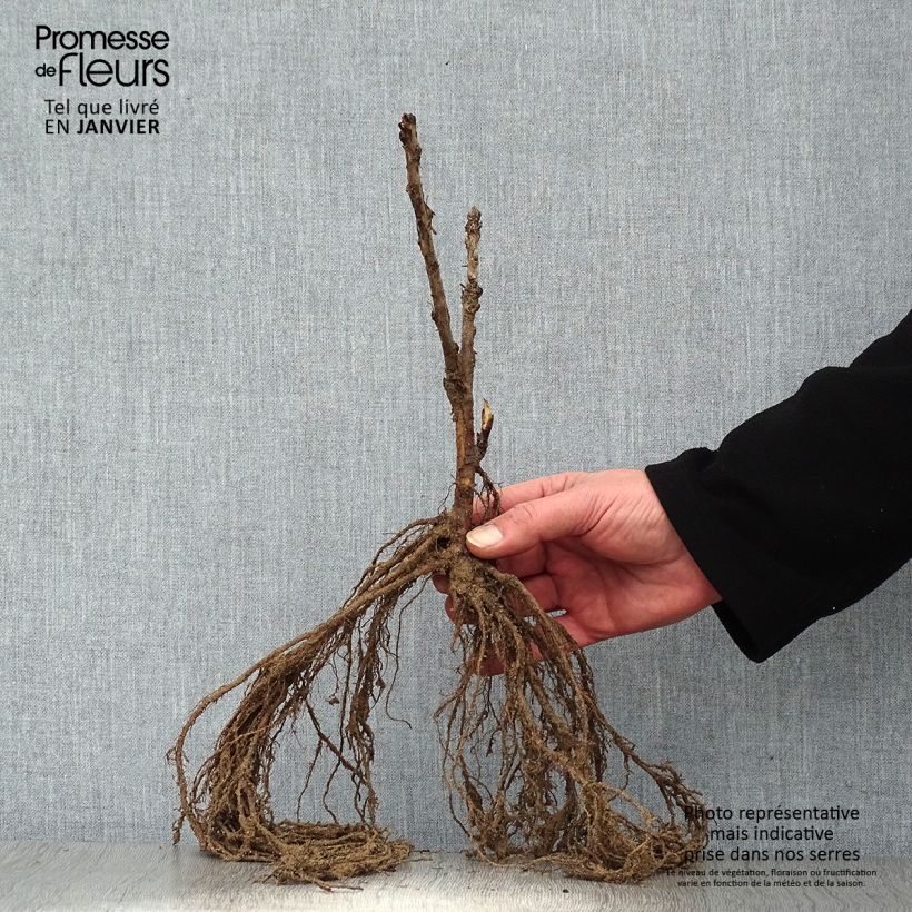 Exemplar von Rote Johannisbeere Rovada Wurzelnackt wie im Winter geliefert