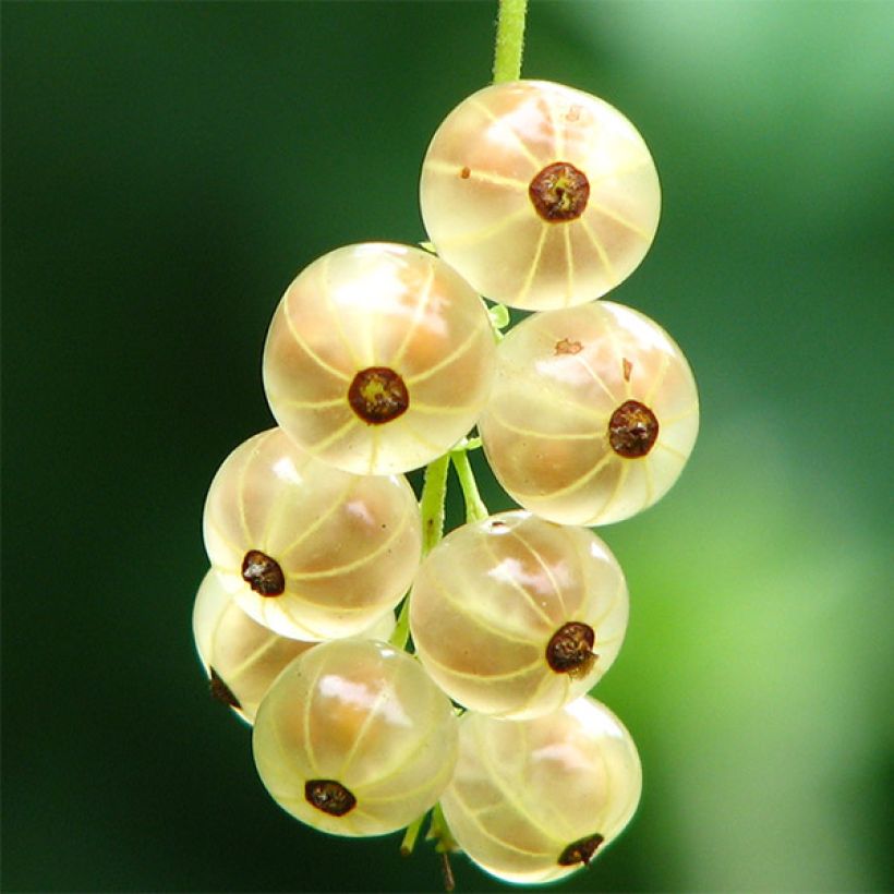 Rote Johannisbeere Versailles Blanche (Harvest)