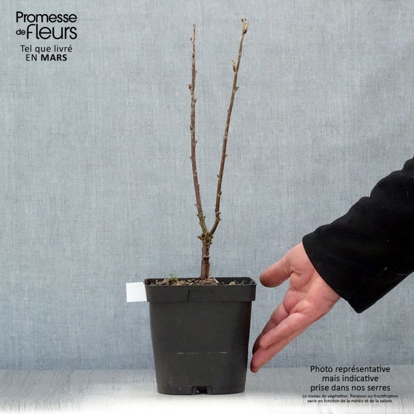 Example of Rote Johannisbeere Versailles Blanche Topf mit 2L/3L as you get in printemps