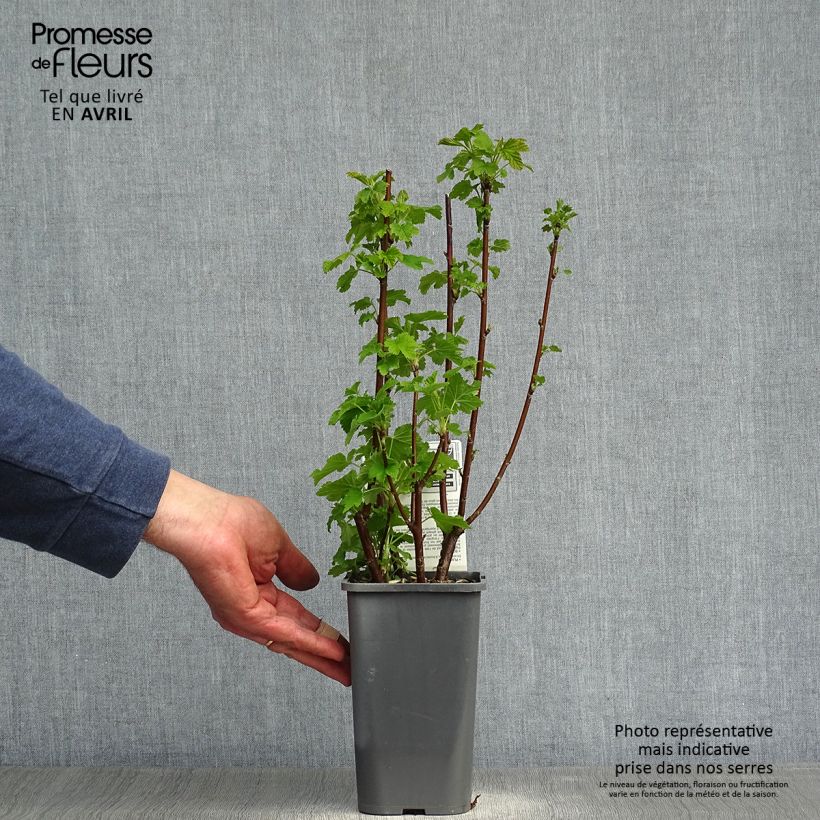 Exemplar von Weiße Johannisbeere Blanka Bio Topf mit 1,5L/2L, Strauch wie im Frühjahr geliefert