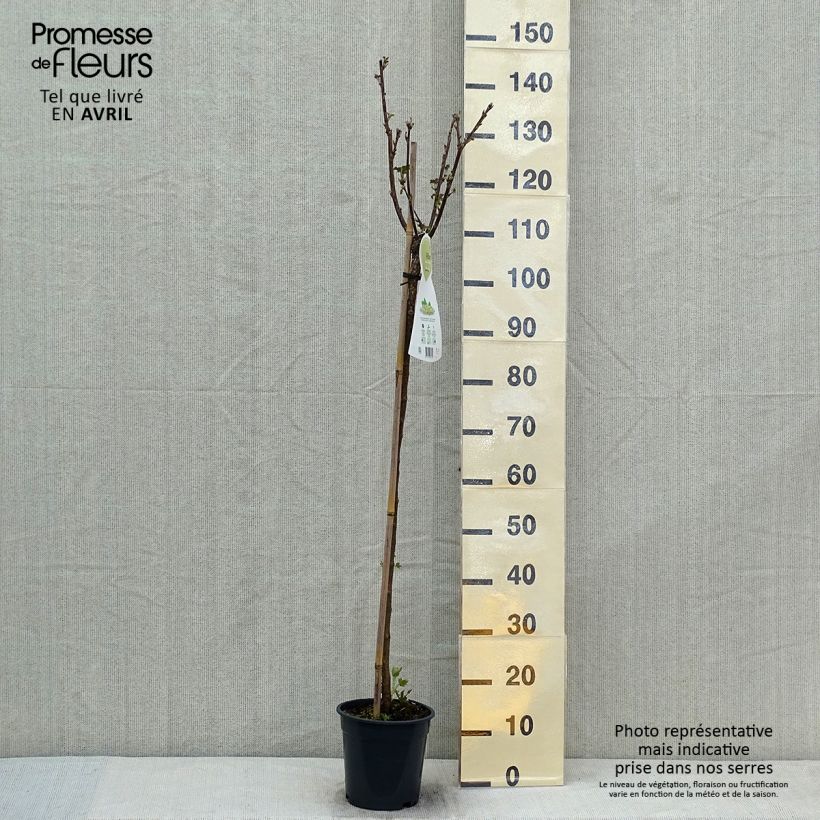 Exemplar von Rote Johannisbeere Werdavia Topf mit 2L/3L, Strauch wie im Frühjahr geliefert