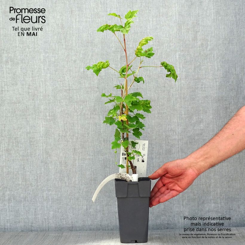 Exemplar von Rote Johannisbeere Witte Parel Topf mit 1,5L/2L, Strauch wie im Frühjahr geliefert