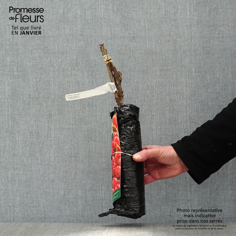 Example of Rote Johannisbeere Première Groseille Raisin deltir Plug "Fertig-zum-Pflanzen", Strauch as you get in hiver