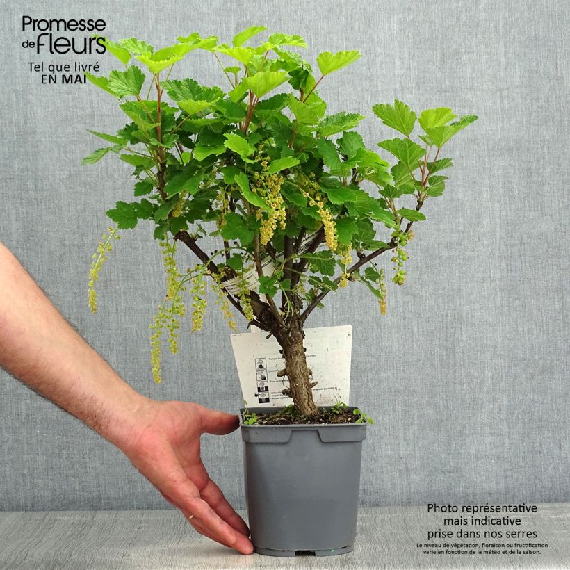 Example of Rote Johannisbeere Première Groseille Raisin deltir Topf mit 2L/3L as you get in printemps