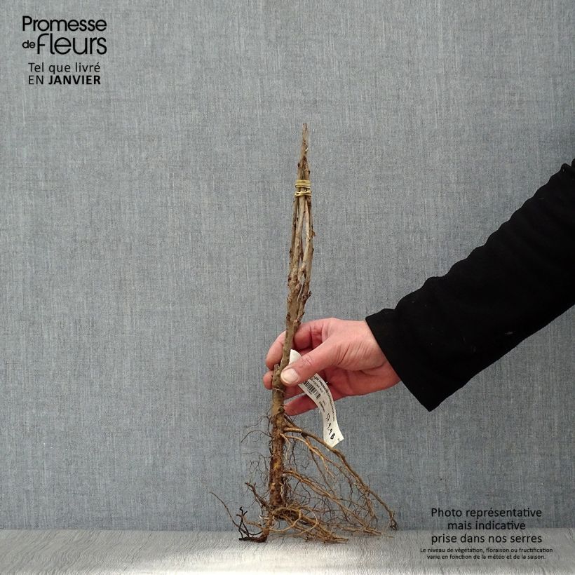 Example of Rote Johannisbeere Première Groseille Raisin deltir Wurzelnackt, Strauch as you get in hiver