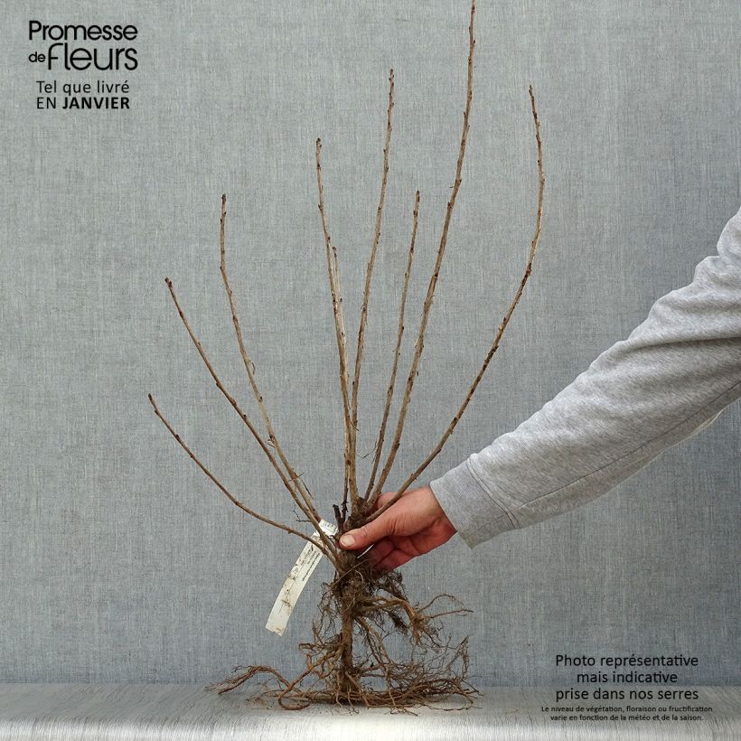 Exemplar von Rote Johannisbeere - Ribes rubrum Wurzelnackt, Strauch/Busch, mehrstämmig wie im Winter geliefert