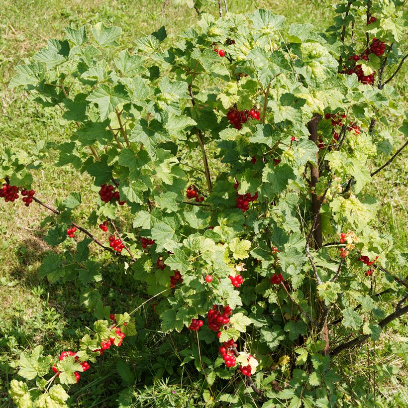 Rote Johannisbeere - Ribes rubrum (Wuchs)