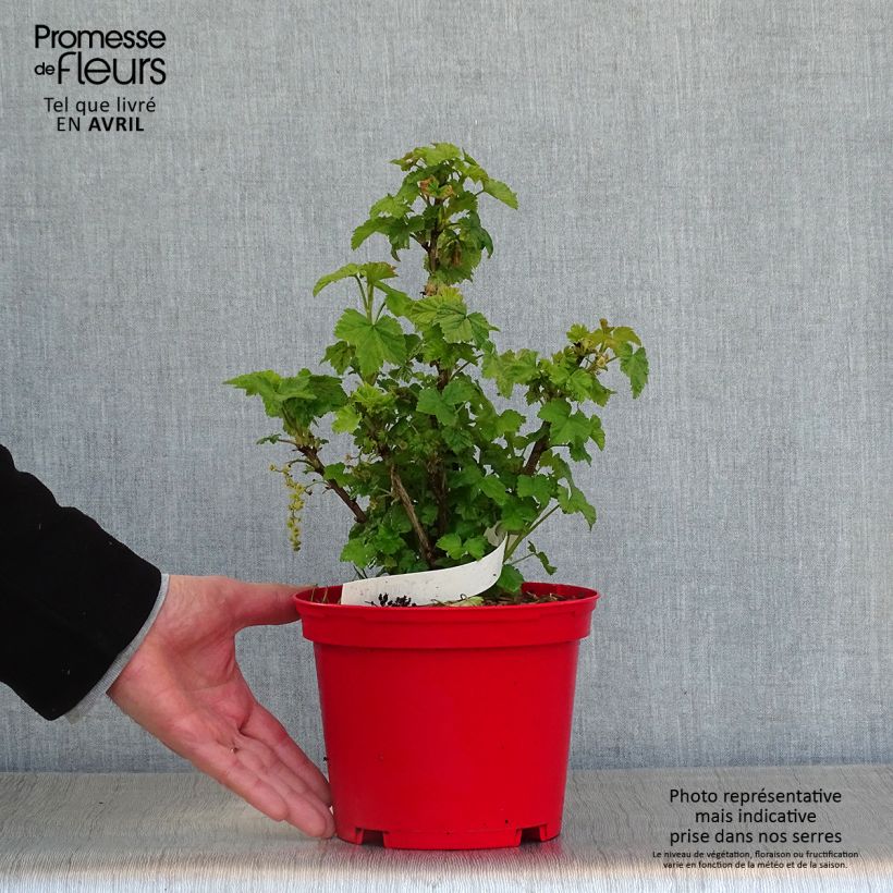 Exemplar von Rote Johannisbeere Versaillaise Rouge Topf mit 1,5L/2L wie im Frühjahr geliefert