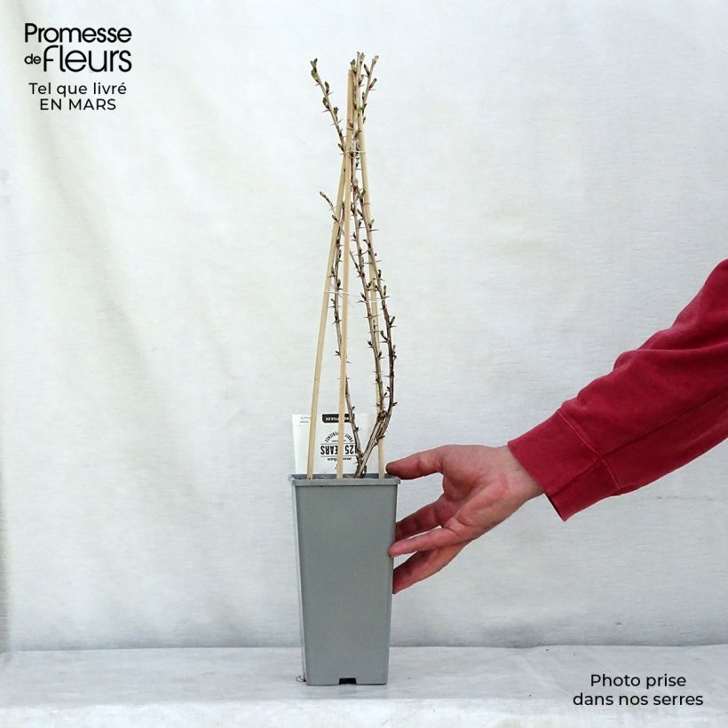 Exemplar von Stachelbeere Lady Sun Topf mit 1L/1,5L, Strauch wie im Frühjahr geliefert