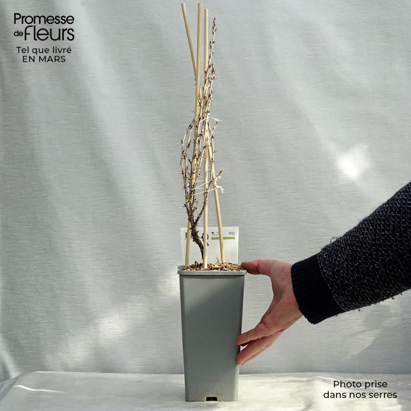 Exemplar von Stachelbeere Hinnönmaki Röd Topf mit 1,5L/2L, Strauch wie im Frühjahr geliefert