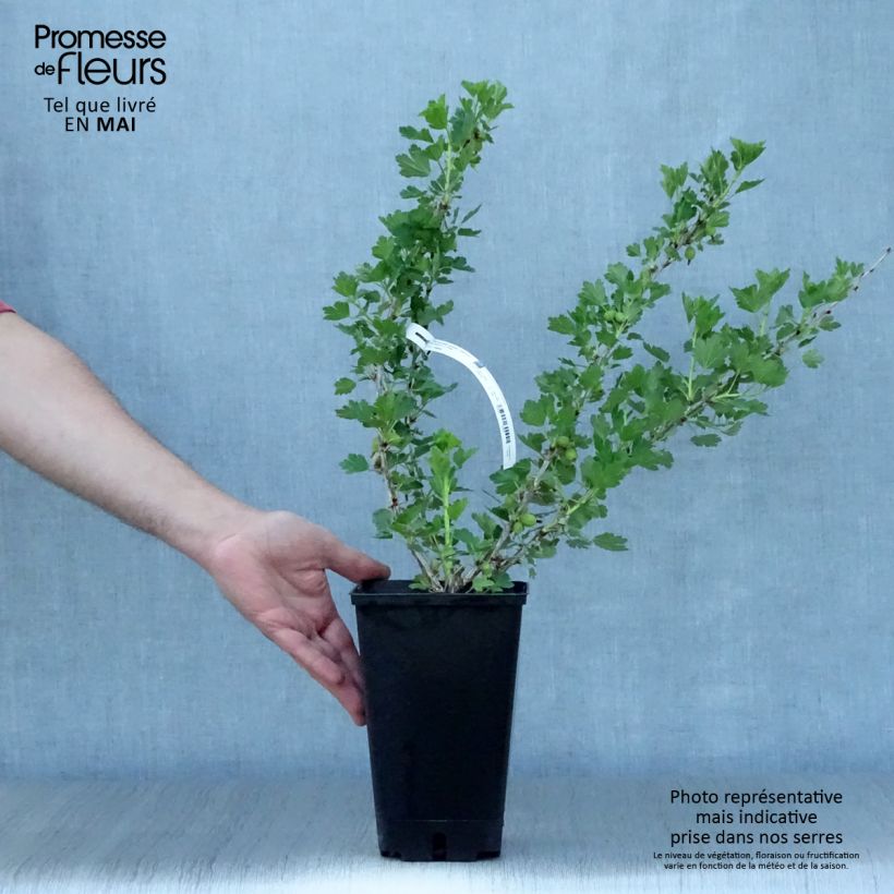 Example of Stachelbeere Worcesterberry Topf mit 2L/3L as you get in printemps