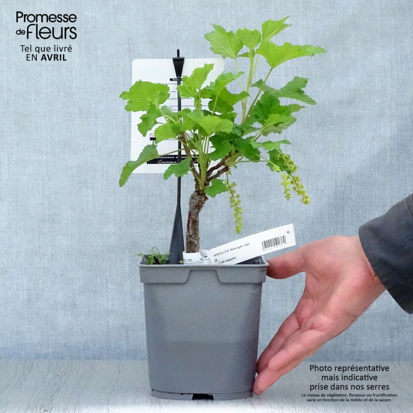 Example of Rote Johannisbeere Agate Rouge mactor Topf mit 2L/3L, Strauch as you get in printemps