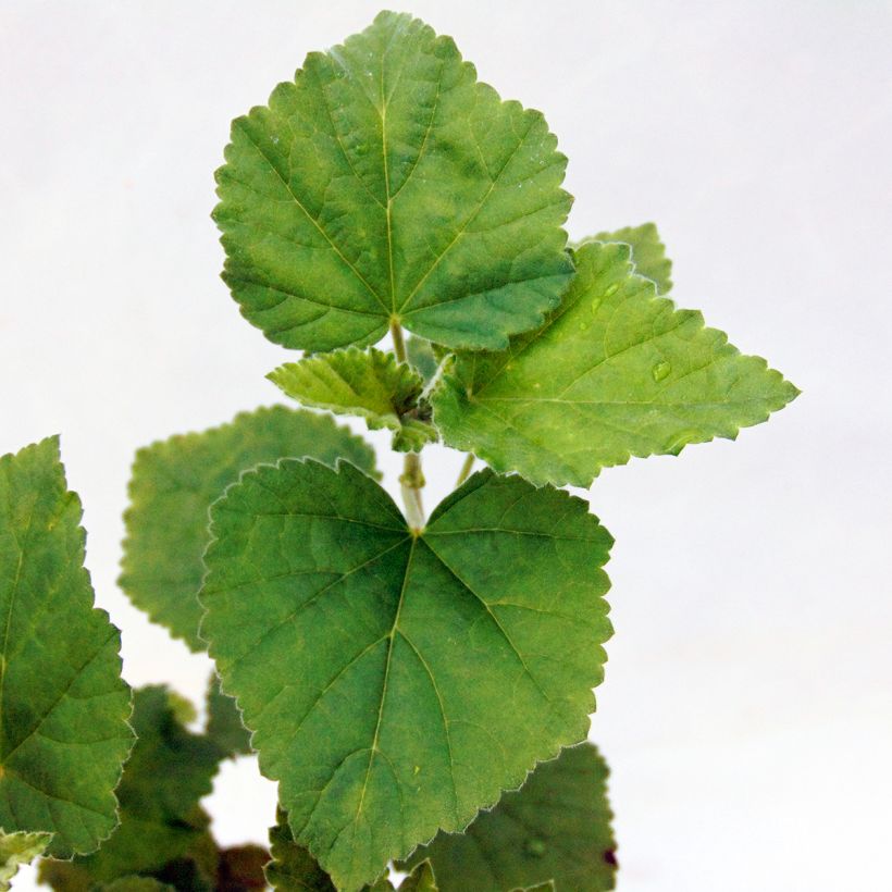 Echter Eibisch - Althaea officinalis (Foliage)