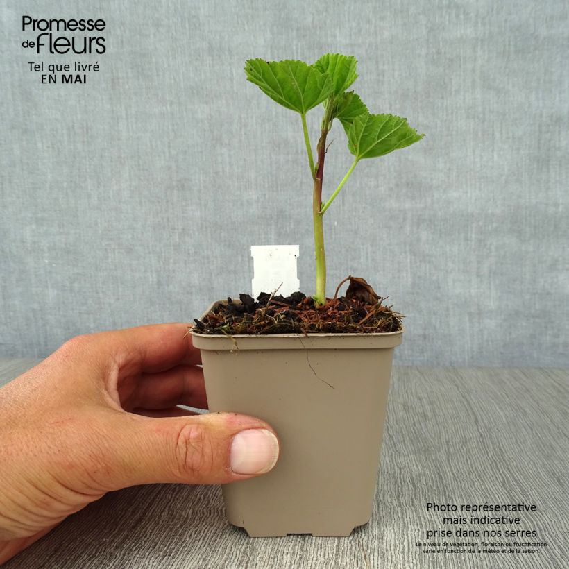 Example of Echter Eibisch - Althaea officinalis Kleine Töpfe von 8/9 cm as you get in printemps