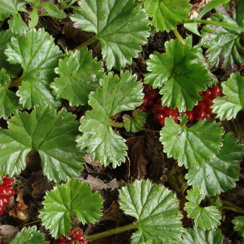 Gunnera magellanica - Riesenrhabarber (Laub)
