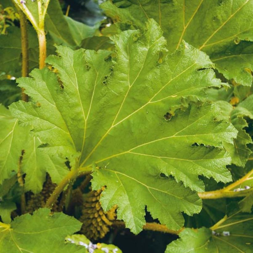 Gunnera manicata - Riesenrhabarber (Laub)
