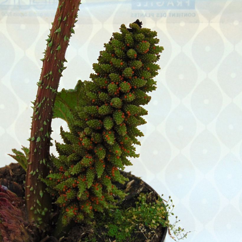 Gunnera manicata - Riesenrhabarber (Blüte)