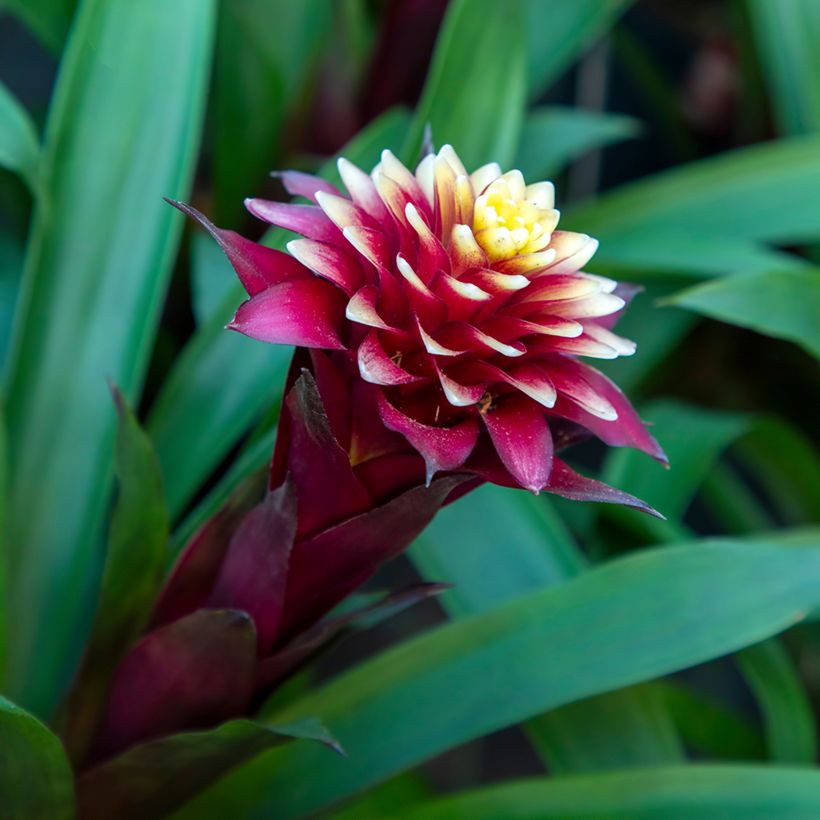 Guzmania Akabar (Blüte)