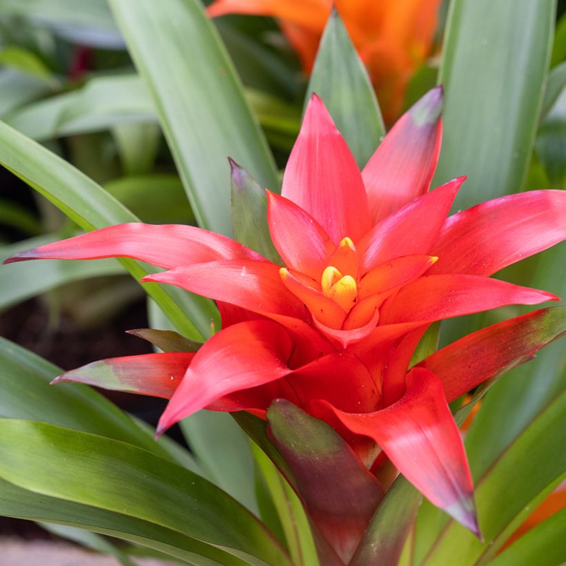 Guzmania Calypso (Blüte)