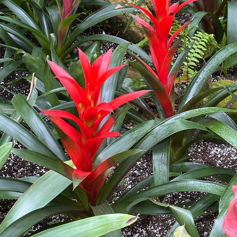 Guzmania Calypso (Wuchs)