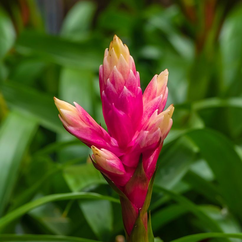 Guzmania Candy (Flowering)