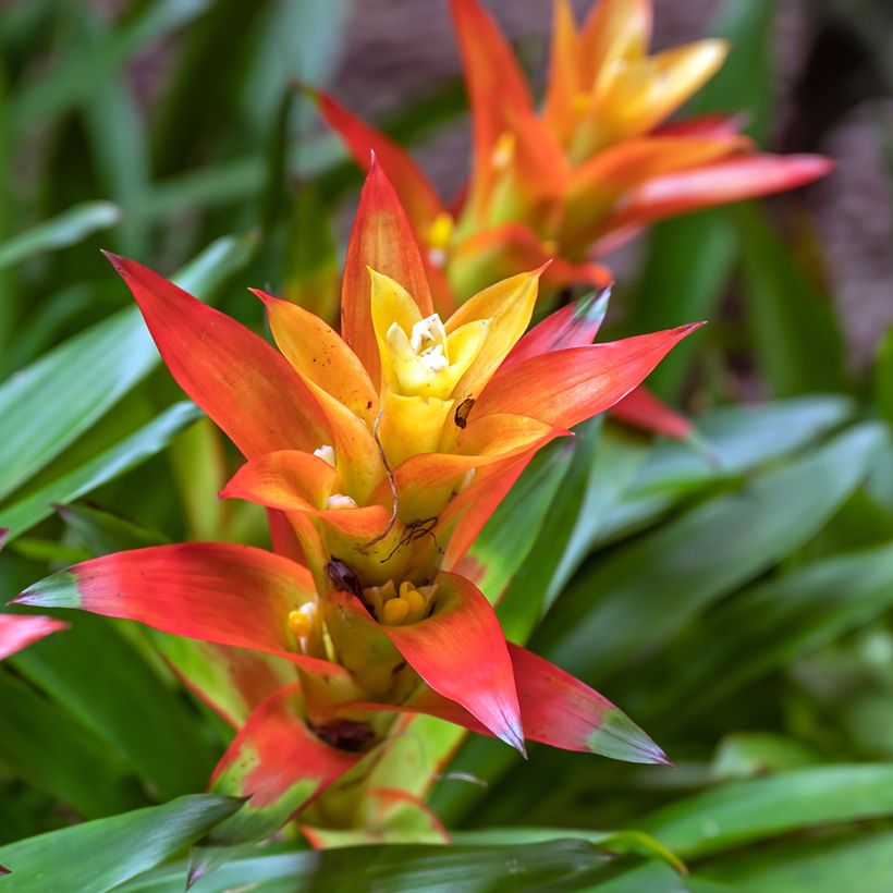 Guzmania Flava (Blüte)